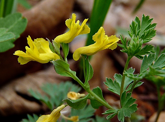 {Corydalis flavula}